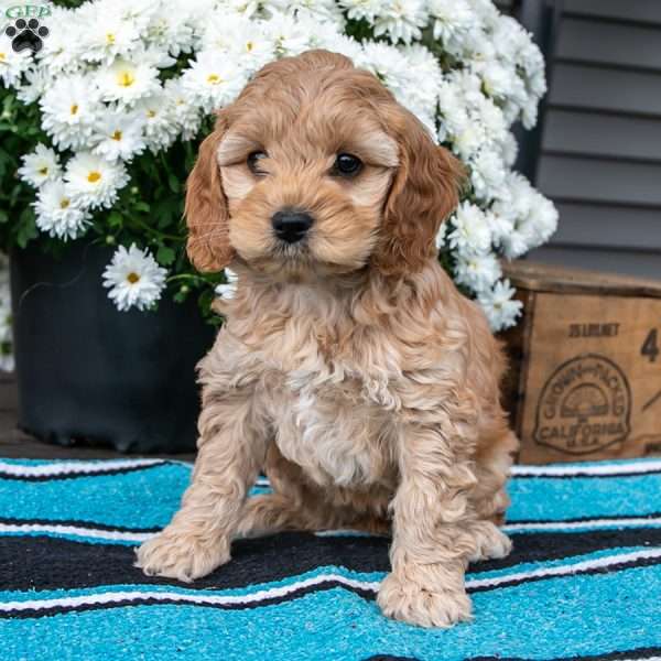 Leona, Cockapoo Puppy